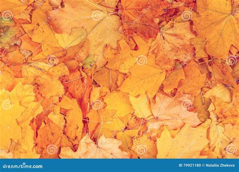 Maple Yellow Leaves Background Texture Stock Photo Image Of Bright