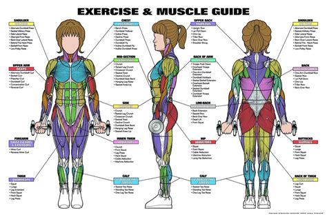 Full Body Diagram Of Muscles