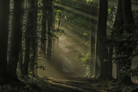 1600x1067 Nature Landscape Mist Sunrise Forest Dark Path Sun Rays