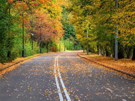 Empty Autumn Road With Trees In A Row On The Edges Stock Image Image