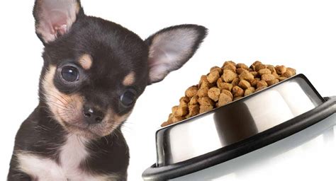 The amount you feed depends on your puppy's age and the type of food you offer. Feeding A Chihuahua Puppy - Schedules, Routines and Top Tips
