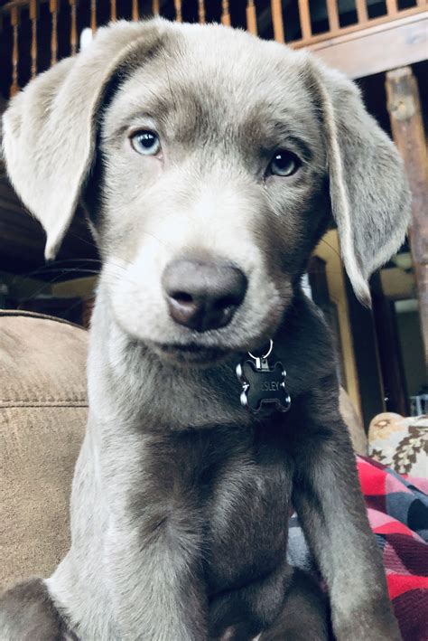 Silver Labrador Puppy Named Wesley At 12 Weeks Old Silverlab