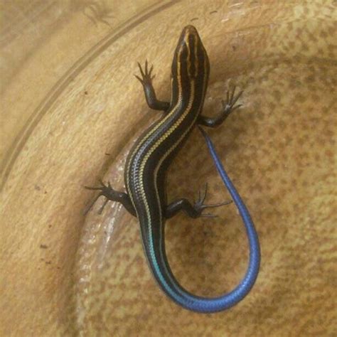 Blue Tailed Skink Pet Birds Reptiles And Amphibians