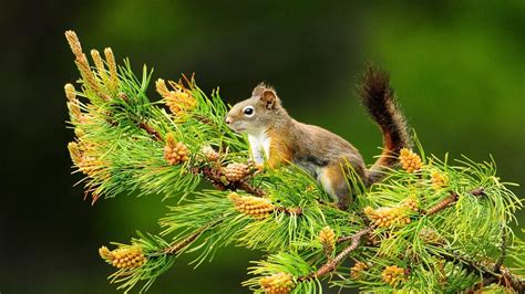 Squirrel On Tree Hd Desktop Wallpaper Widescreen High Definition