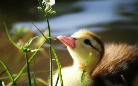 Cute Duck Wallpapers Top Free Cute Duck Backgrounds Wallpaperaccess