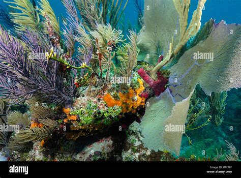 Coral Reef Off Key Largo Coast Florida Usa Stock Photo Alamy