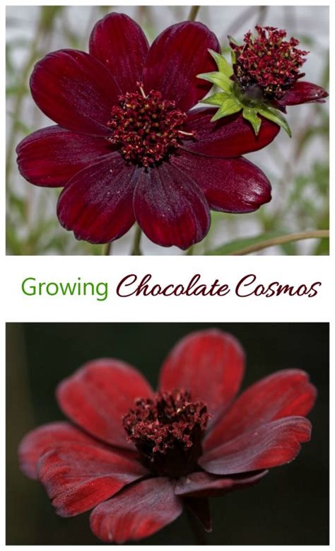 Chocolate Cosmos Is One Of The Rarest Flowers In The World