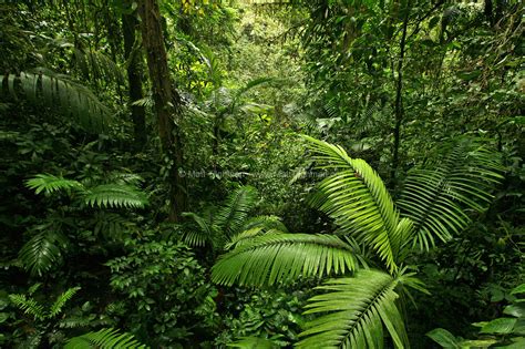 Dense Tropical Rain Forest Costa Rica Matt Tilghman