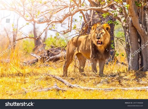 Adult Male Lion African Savanna Stock Photo 2077346668 Shutterstock
