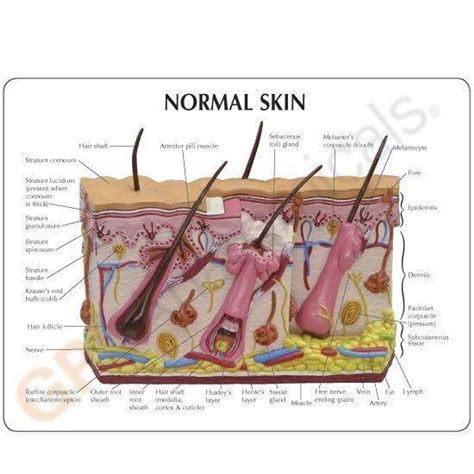 Aging Skin Hair Loss And Normal Skin Anatomy Model