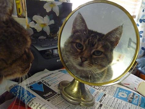Mirror Mirror Who Is The Loveliest Cat In The Pinterest You