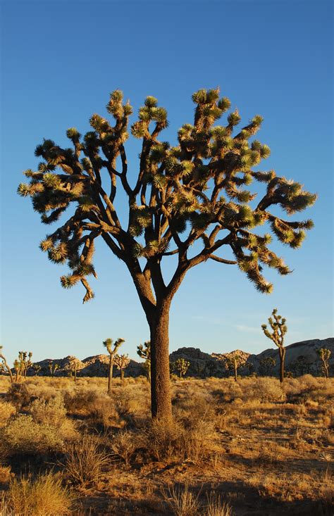 🔥 Free Download U2 The Joshua Tree Wallpaper 1023x573 For Your