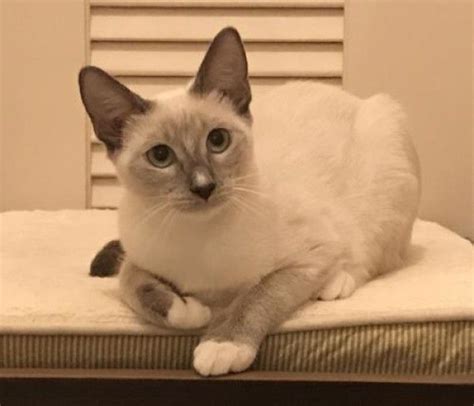 Siamese And Snowshoe Mixed Cat For Adoption In Miami Florida Serena
