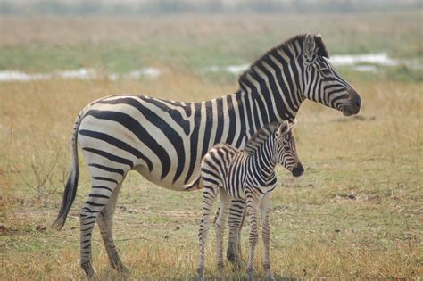 Plain Zebra - iSafiri