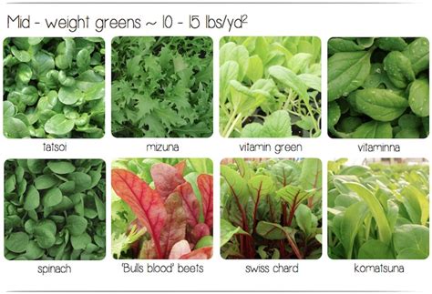 This lettuce guide will show the different types of lettuce and leafy salad greens to enjoy at your next meal. wintergreens: Organizing salad greens by yield