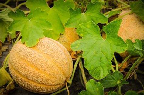 Tips For Growing Successful Melons Cantaloupe Honeydew Melon