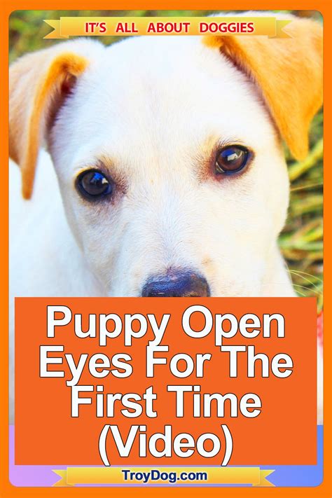 Eyes open 1 workbook + online practice. When Do Puppies Open Their Eyes For The First Time