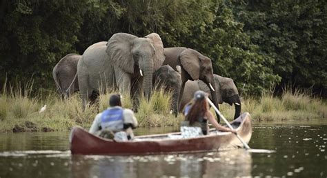 Safaris In Zambia For 2020 2021 Expert Africa