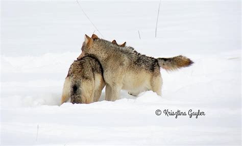 Photo Essay Wolf Breeding Season Rewilding