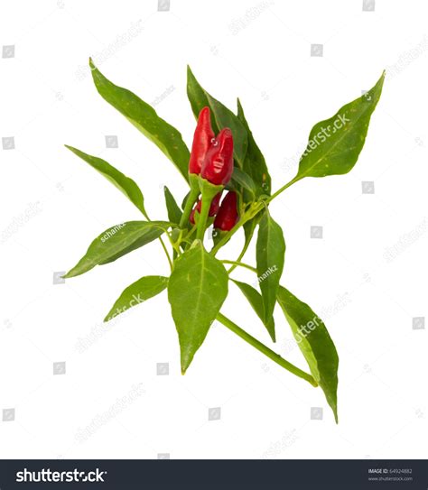 Little Red Hot Hawaiian Chile Peppers Stock Photo 64924882 Shutterstock