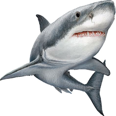 Great White Shark Clip Art Image Illustration Shark Png Download