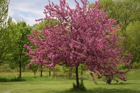 18 Types Of Crabapple Trees Fruiting And Flowering Varieties American