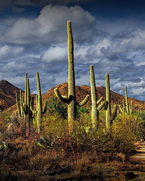 Saguaro Cactuses In Saguaro National Park Near Tucson Arizona
