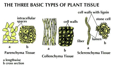 Difference Between Simple Tissue And Complex Tissue Cbse Class Notes