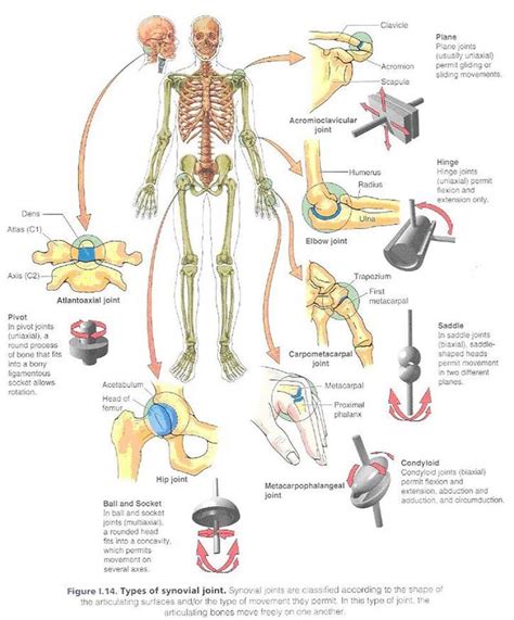 A diagram of the human skeleton showing bone and cartilage. Did you know the adult human body has 206 bones and about 230 movable and slightly movable ...
