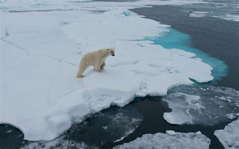 Polar Bears Of Svalbard Svalbard Spitsbergen