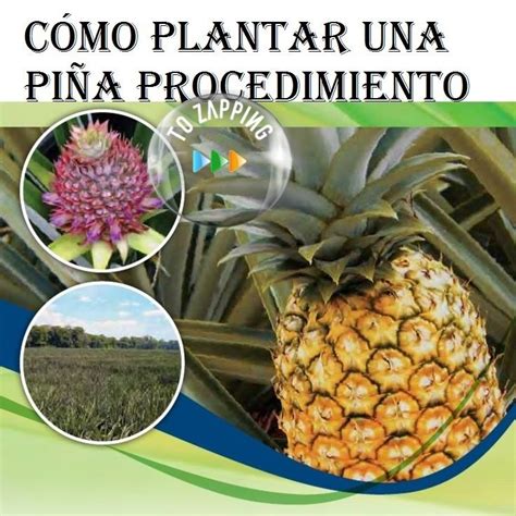 Cómo Plantar Una Piña Pineapple Food Beauty Tips Fruit Plants
