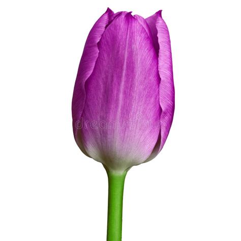 Purple Tulip Flower Isolated On A White Background With Clipping Path