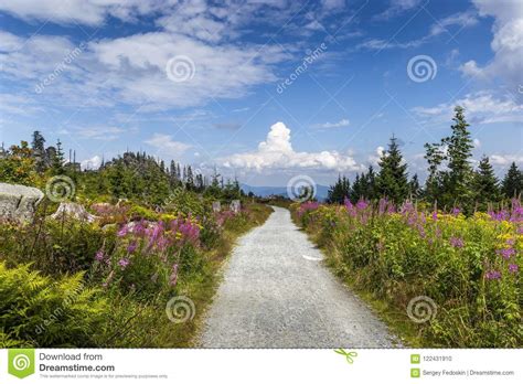 Meadow Filled With Wildflowers In The Bavarian Forest Sumava N Stock