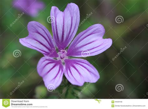 Purple Flower In Belasitsa Mountain Stock Photo Image Of Floral