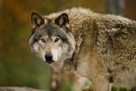 Gray Wolves Lose Endangered Species Act Protection