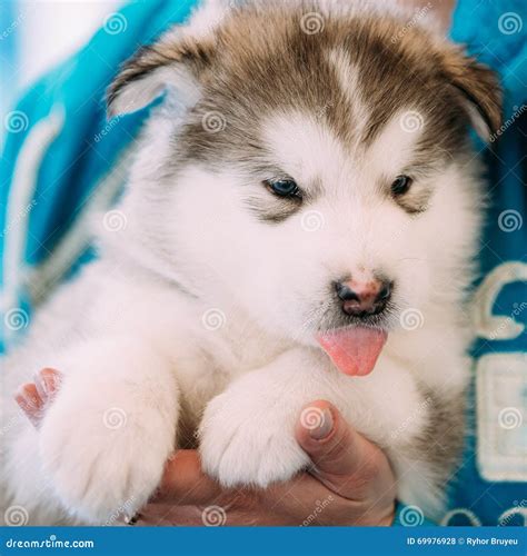 Alaskan Malamute Puppy Dog Sits In Hands Of Owner Stock Photo Image