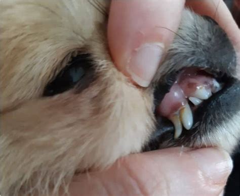 What Happens If My Dogs Baby Teeth Dont Fall Out Pethelpful