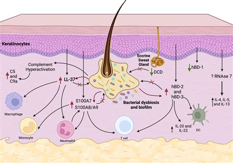 Frontiers Innate Immunity And Microbial Dysbiosis In Hidradenitis