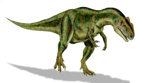 Allosaurus Dinosaurs Pictures And Facts