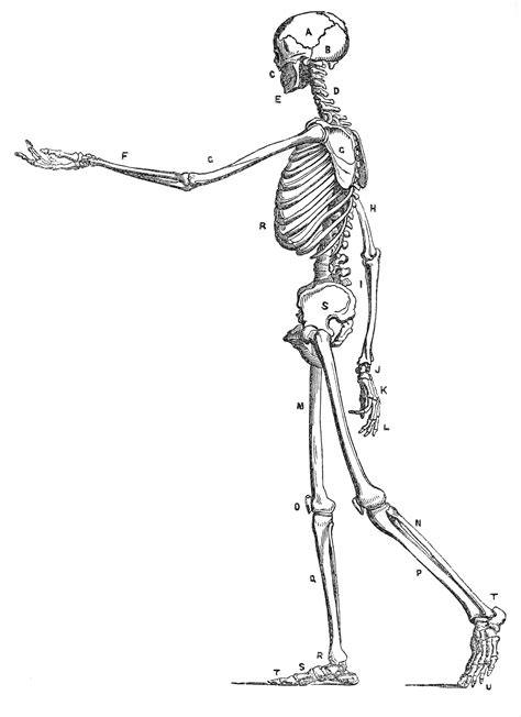 Vintage Human Anatomy Illustration Skeleton Side View Free Vintage