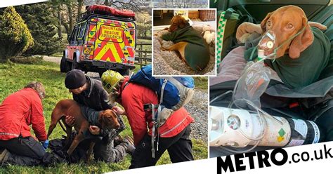 Lucky Lad Walter Survives 150ft Fall From Cliff Metro News