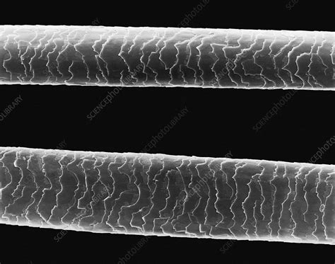 fine human hair sem stock image c036 9795 science photo library