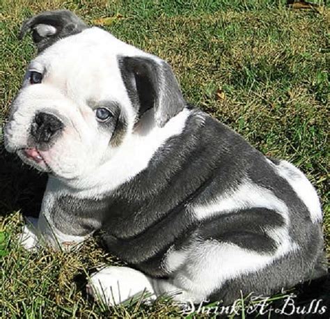 Mini or miniature english bulldogs are not a separate breed in itself. miniature old english bulldog puppies for sale | Zoe Fans ...
