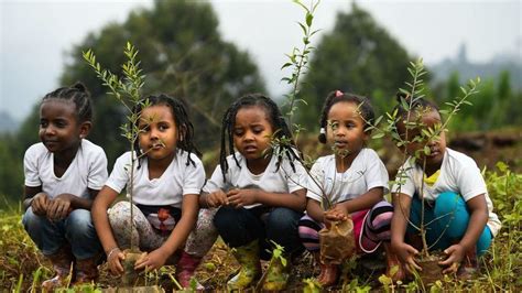 Did Ethiopia Plant Four Billion Trees This Year Bbc News