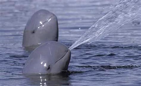 Mexico Plans To Capture Vaquita Porpoises To Save From Extinction
