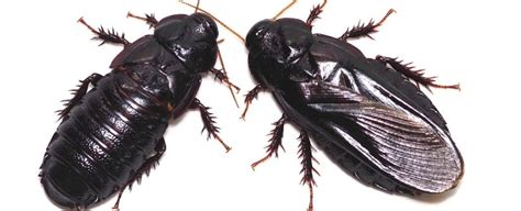 These Cockroaches Start Eating Each Other After Sex And Not Because