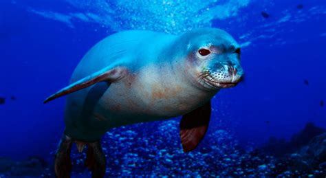 Endangered Sea Species Information Guide