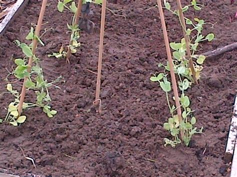 (many gardeners align their pea planting schedule with st. Sugar Snap Peas... | Growing vegetables, Sugar snap peas ...