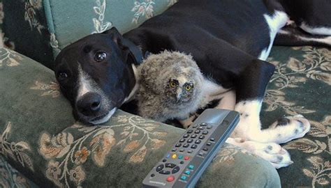 15 Unlikely But Heartwarming Animal Duos