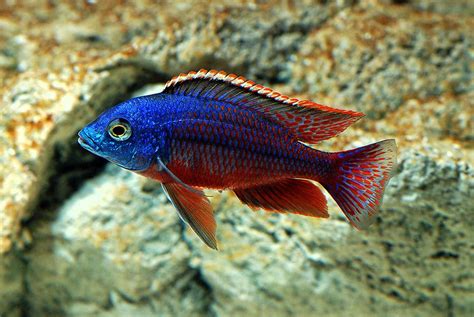 Pics Of Tropical Fish Freshwater Fish For Aquarium Fresh